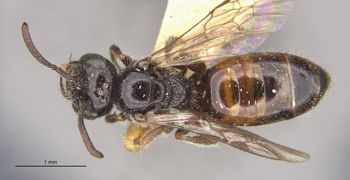 Media type: image;   Entomology 32863 Aspect: habitus dorsal view